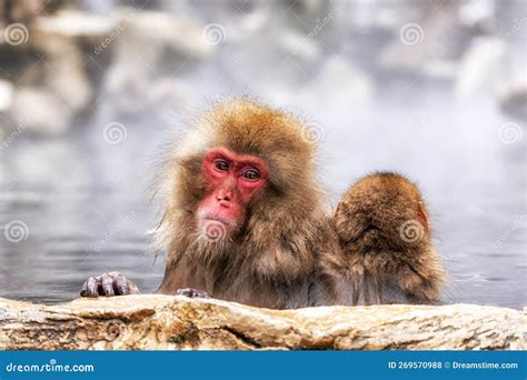 Snow Monkey In Hot Onsen Stock Photo Image Of Asia