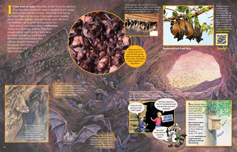 Bats Hunt at Night, and Sleep During the Day - NWF | Ranger Rick