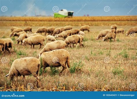 Rebanho Dos Carneiros Que Pasta No Campo De Restolho Do Trigo Imagem De