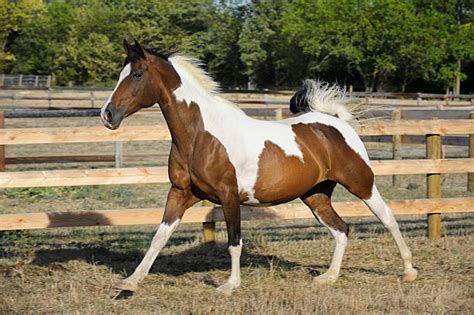 50 Shades of Bay Horses | Colors, Traits, & Fun Facts!