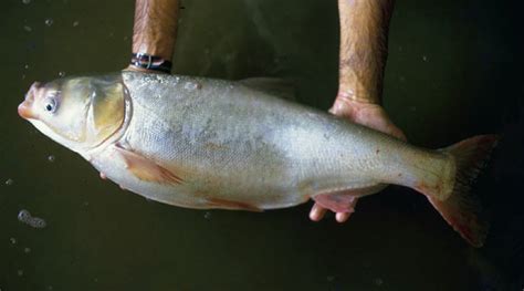 Hypophthalmichthys molitrix (Silver carp) (Leuciscus molitrix)