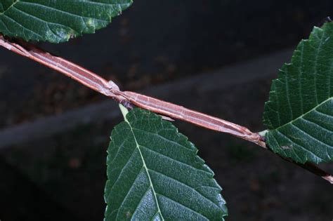 Ulmus thomasii (Ulmaceae) image 42081 at 