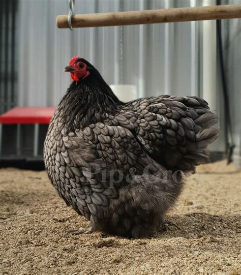 Blue Bantam Orpington Fertile Egg Each Pip Grow