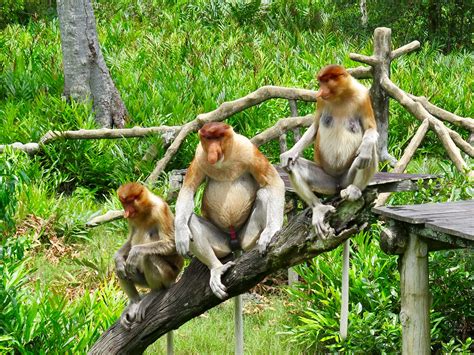labuk bay proboscis monkey sanctuary borneo malaysia