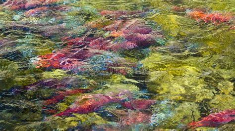 Spawning Salmon Abstract. Kokanee Salmon spawning at Taylor Creek, Lake ...