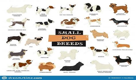 Small Dog Breeds and How to Choose One