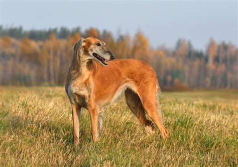 180+ Saluki Running Stock Photos, Pictures & Royalty-Free Images - iStock