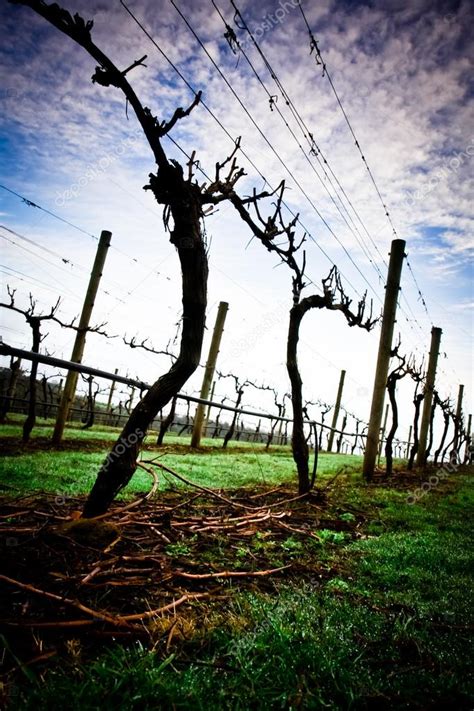 Winter Grape Vines In Tasmanias Tamar Valley — Stock Photo © Ncousla