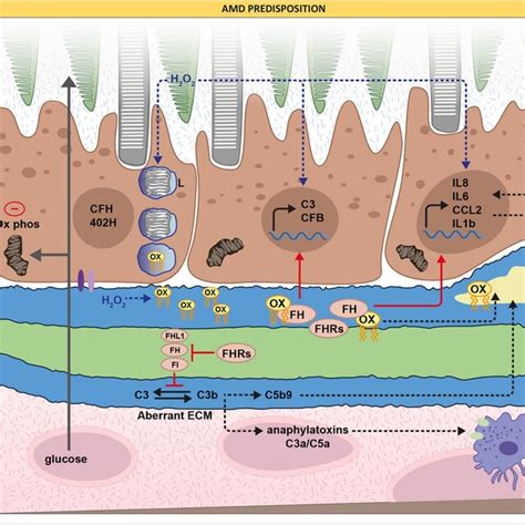 Flow Diagram Of The Complement System Activation The Complement System