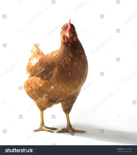 Red Sex Link Chicken Hen Standing Stock Photo Shutterstock