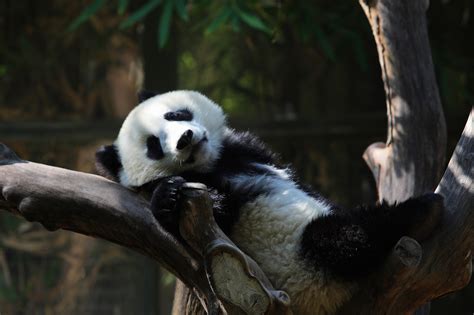 The 8 Best Zoos to Visit in the U.S!