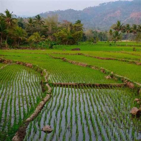 Tanah Bengkok Pengertian Jenis Dan Aturan Pengelolaannya Pengadaan