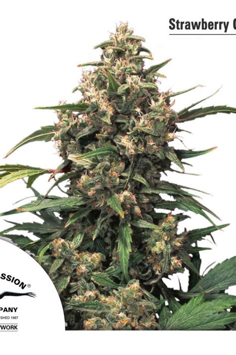 Strawberry Cough Buy Dutch Passion Cannabis Seeds