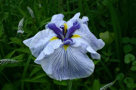 My Virtual Maryland Garden: Japanese iris