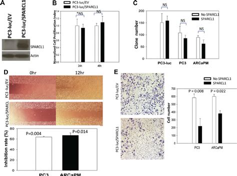 E In Vitro Evaluation Of Sparcl1 Function A Western Blot Was Used To Download Scientific