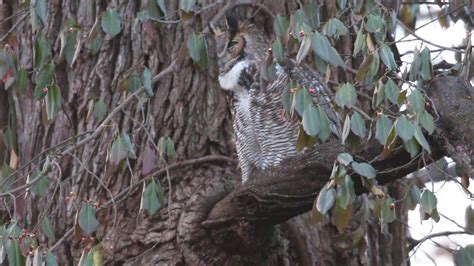 Male Great Horned Owl Hooting Early 12 27 2021 In Forest Park In St Louis Missouri Usa