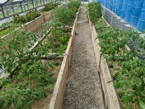 Greenhouse Tomatoes - Rural Studio