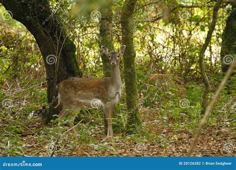 Woodland Deer Stock Photo Image Of Spots Browsers Leaves 20126282