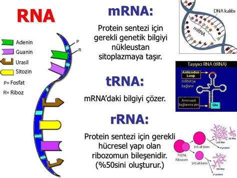 Rna Pdb Molecule Of The Month Rna Polymerase Deoxyribonucleic