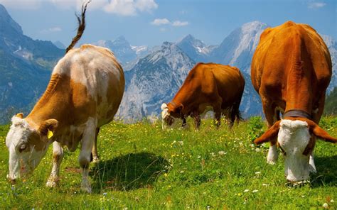 Cows Wallpapers, Pictures, Images