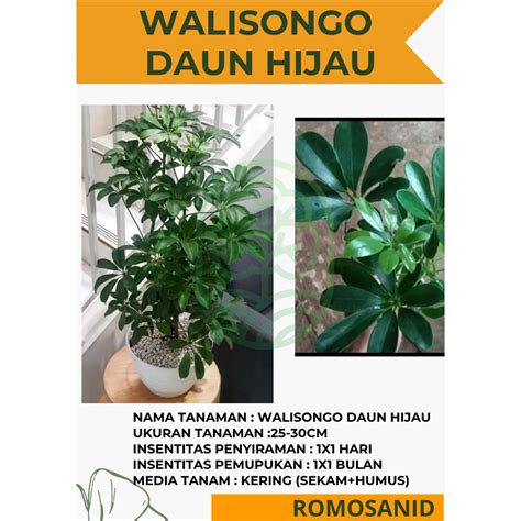 Jual Tanaman Hias Walisongo Daun Hijau Schefflera Arboricola Bunga