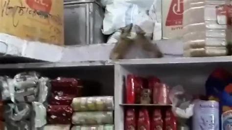 Two Hot Anime Waifu Ratgirls Gettin Dirty In A Storage Closet Tnaflix