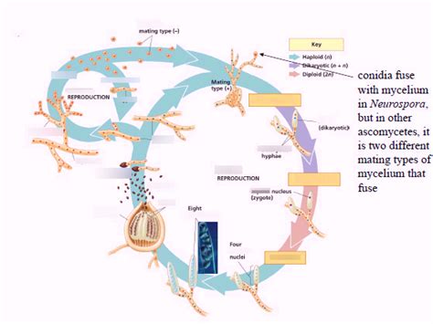 Ascomycota Life Cycle Diagram Quizlet