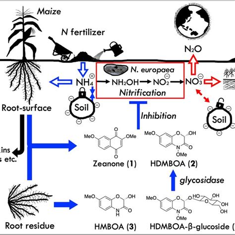 Pdf Biological Nitrification Inhibition In Maize—isolation And Identification Of Hydrophobic