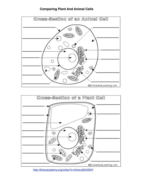 Plant Animal Cell Diagrams