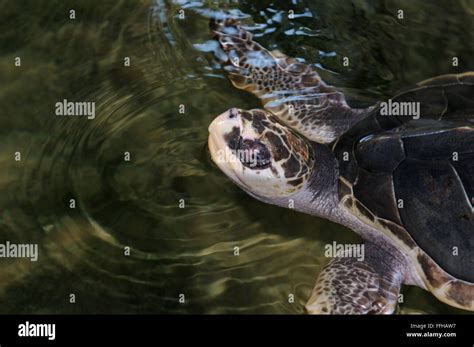 Tortuga Golfina O Lepidochelys Olivacea Fotografías E Imágenes De Alta Resolución Alamy