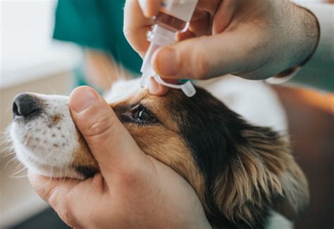 Otitis En Perros Tratamiento Y Causas Mivet