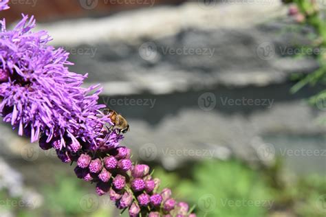 Purple Flowers Of Liatris In The Summer Garden In The Afternoon