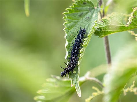 Caterpillar foodplants for garden butterflies - Discover Wildlife