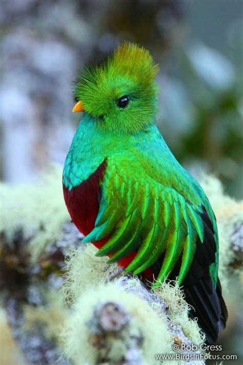 Male Resplendent Quetzal Pharomachrus Mocinno Nature Animals Animals