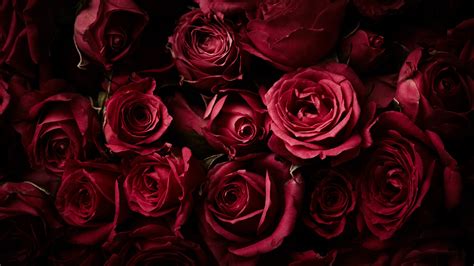 Red Roses, Dark background, Rose flowers, 4K, HD Wallpaper | Rare Gallery