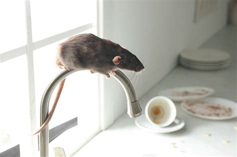 Proactive Steps To Deal With A Rat Infestation Rat Removal Melbourne