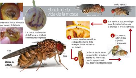 Mosca De La Fruta Experto Advierte Sobre Sus Riesgos Y Propone Cambiar