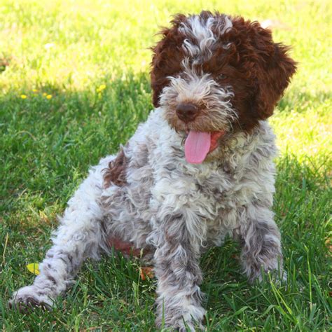 Cuccioli Lagotto Romagnolo Toscana Firenze