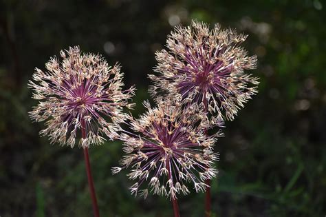 Kwiaty Cebula Ozdobna Allium Darmowe zdjęcie na Pixabay Pixabay