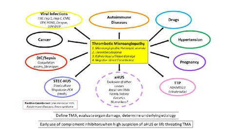 Thrombotic Microangiopathy Tma Definition Main Causes And Initial