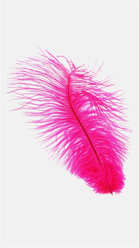 Pink Feathers Wallpapers Top Free Pink Feathers Backgrounds Wallpaperaccess