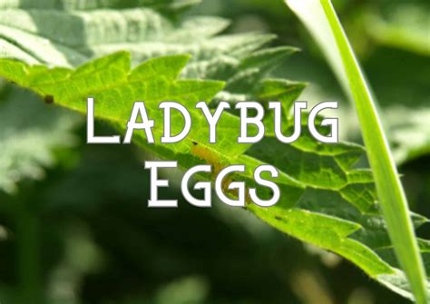 Ladybug Eggs: Everything You Need To Know