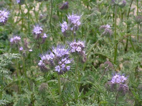 Bericht Aus Garten Und Tunnel Gartenkooperative