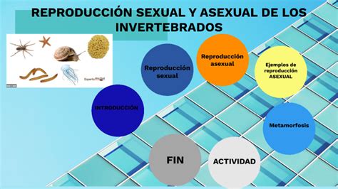 ReproducciÓn Sexual Y Asexual De Los Invertebrados By Yessenia