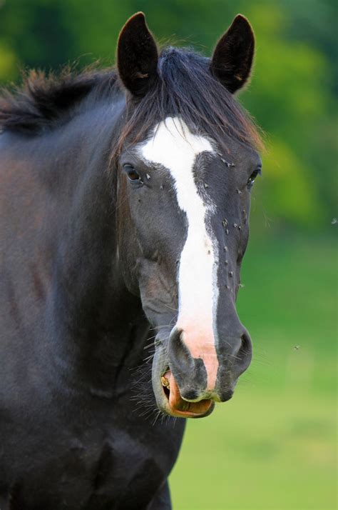 Black Horse Head Free Stock Photo Public Domain Pictures