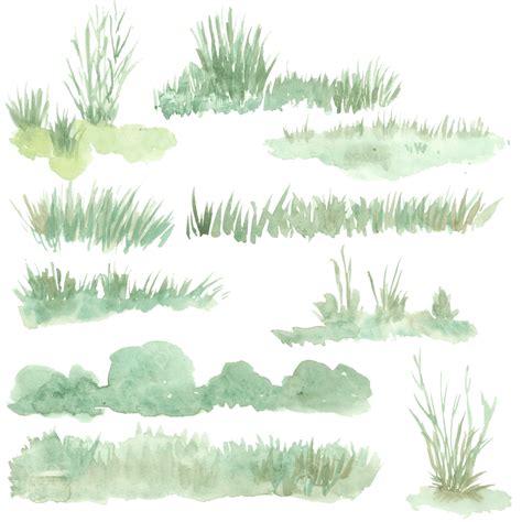 watercolor grass png vector psd  clipart  transparent