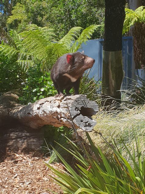 Tasmania Devil Album On Imgur