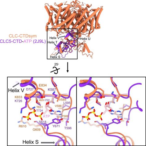 Figures And Data In Cryoem Structures Of The Human Clc Voltage Gated