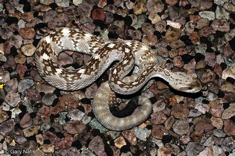 Eastern Black Tailed Rattlesnake Crotalus Ornatus