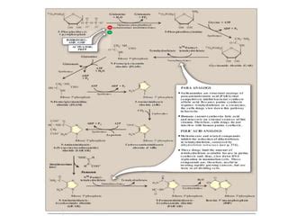 purines Metabolism.pptx